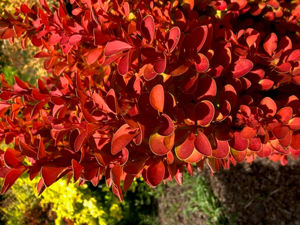 Bild von Berberis